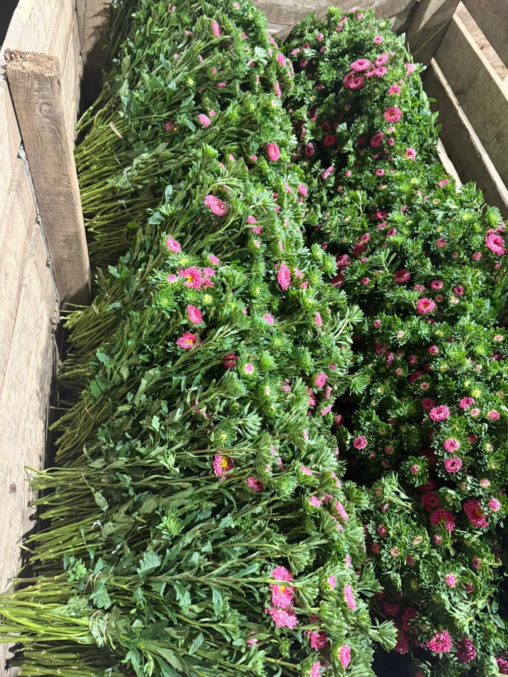 Aster Bouquet