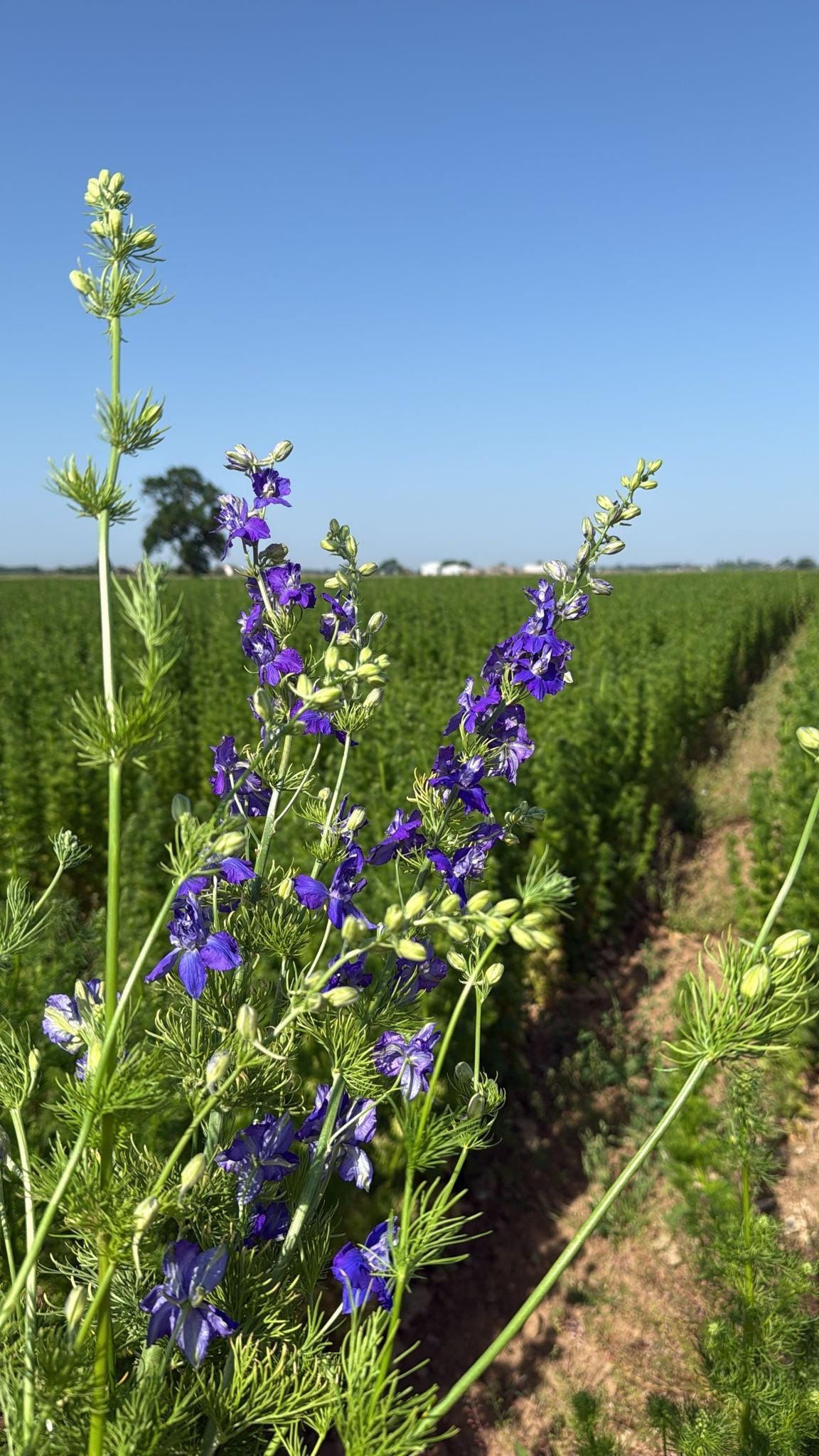 Larkspur Bouquet