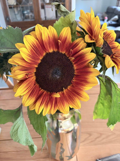 Special Bicolour Sunflowers