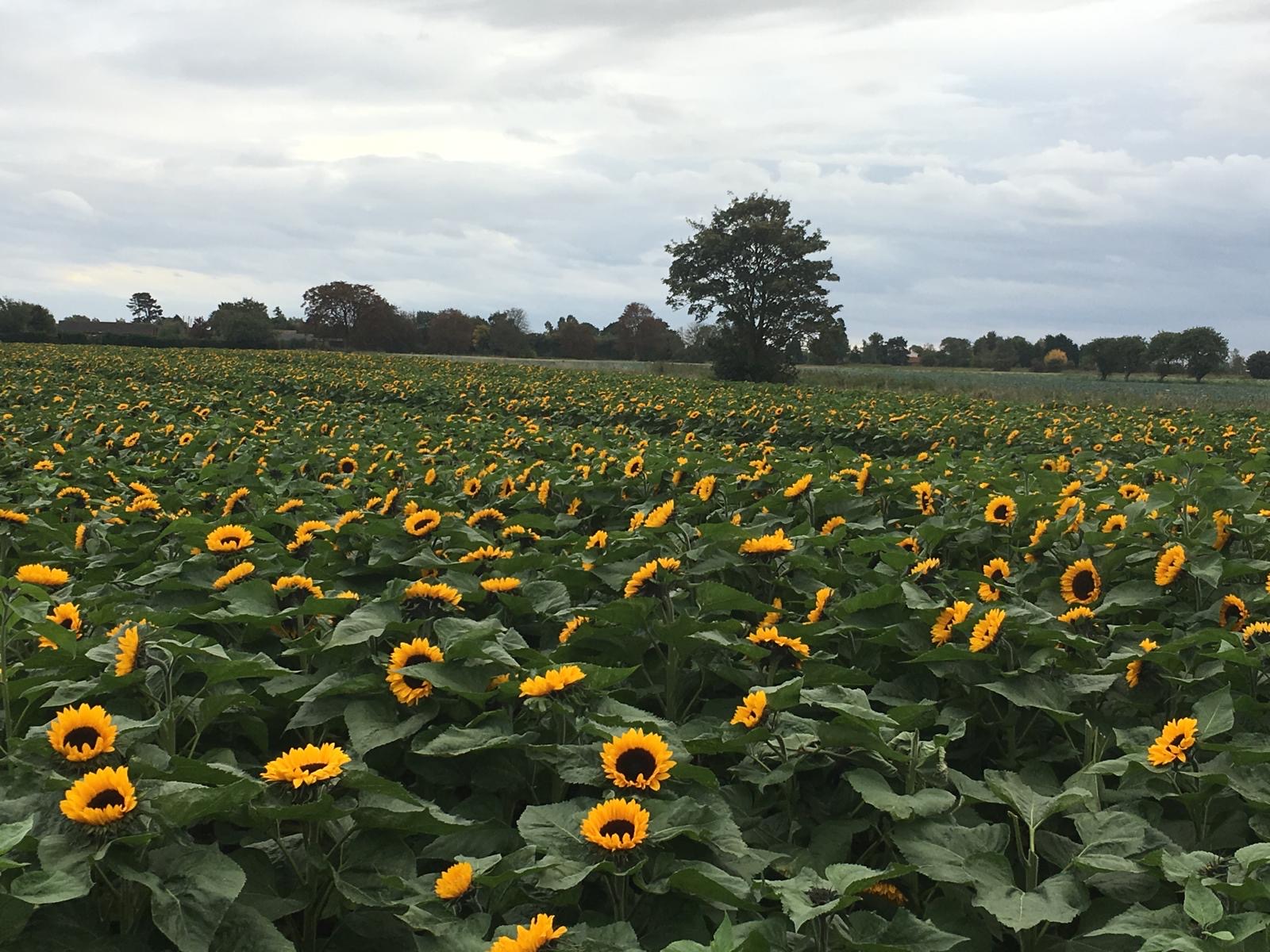 Sunflower Bouquet