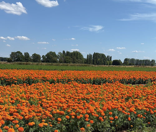 Marigold Bouquet